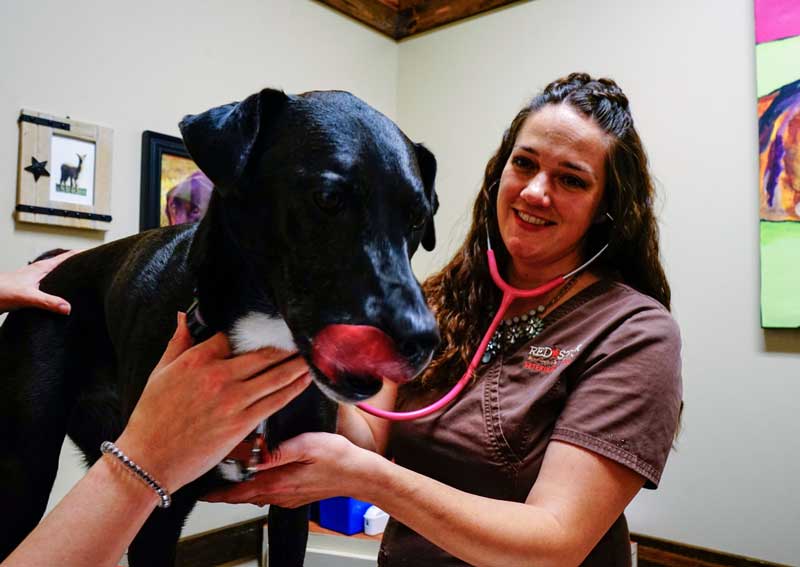 Carousel Slide 2: Dog veterinary care